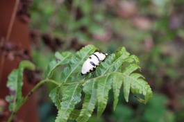 A random bug I saw perched on a leaf.